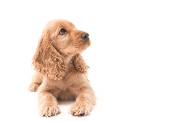 Cocker Spaniel India